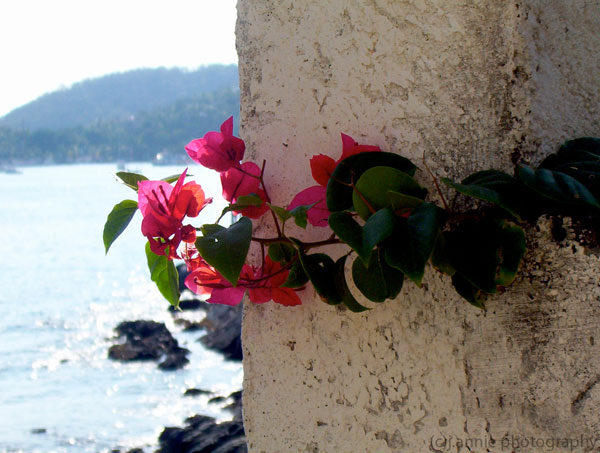 Mexico-Bougainvillea-
