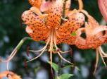 orange tiger lilies