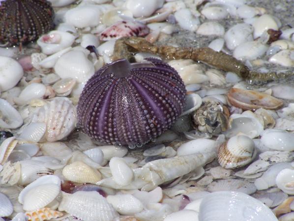 Sanibel shells