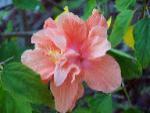 hibiscus flower