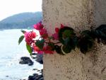 bougainvillea