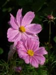pink cosmos flower
