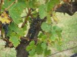 wine grapes and leaves
