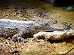 sleeping crocodile