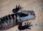 Australian Lizard photo