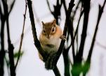 chipmunk