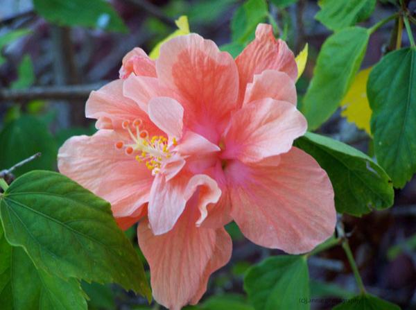 hibiscus