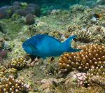 blue fish and coral