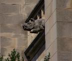 wild boar gargoyle